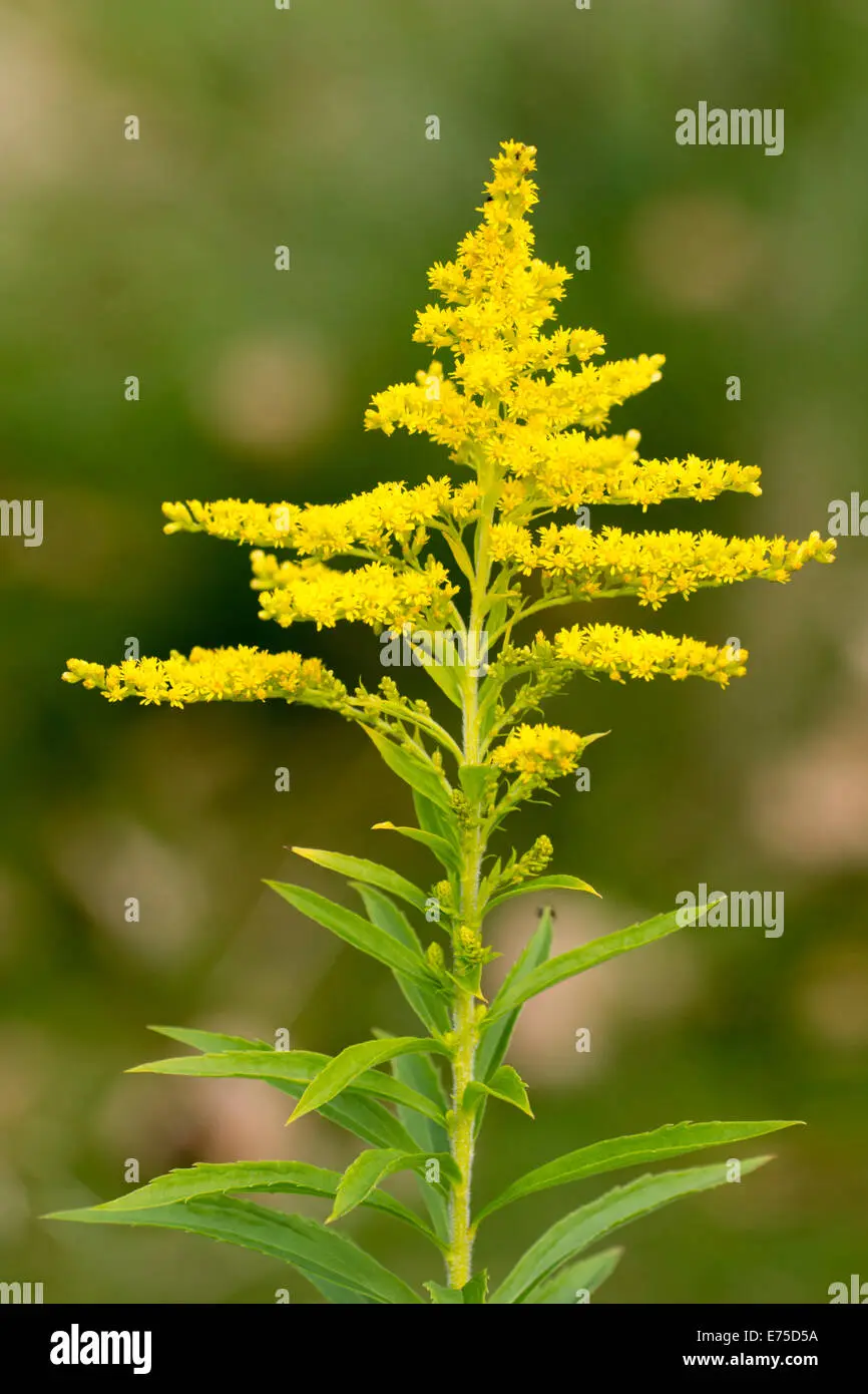 Che pianta è il Solidago - Che pianta è il Solidago solidago fiore - Che pianta è il Solidago