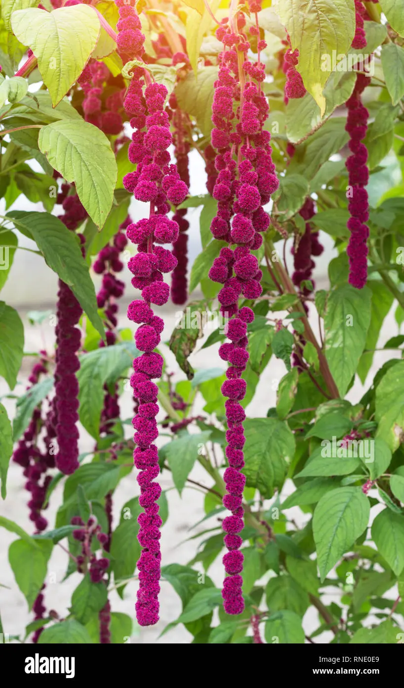 Fiori Amaranto: La bellezza che dura nel tempo - Che pianta è l'amaranto fiori amaranto - Che pianta è l'amaranto