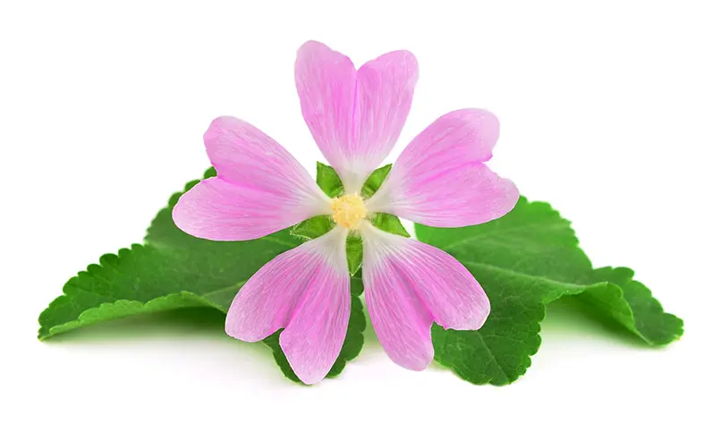 Altea Fiore: Un Rimedio Naturale Ricco di Proprietà Benefiche - Che pianta è la Altea altea fiore - Che pianta è la Altea