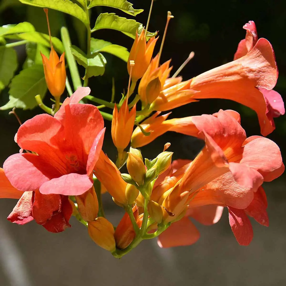 Pianta rampicante fiori trombetta: bignonia