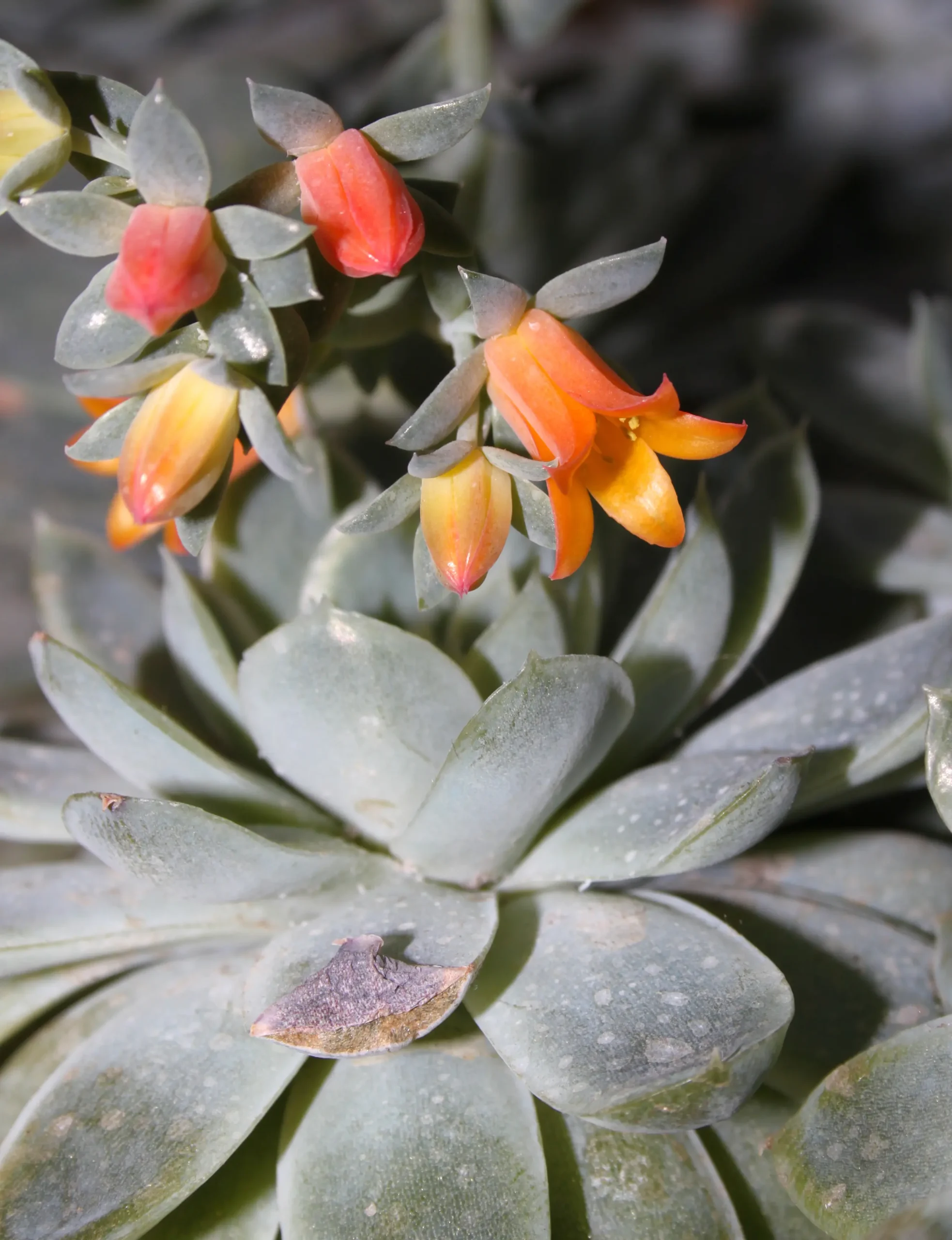 Che pianta è la Echeveria - Che pianta è la Echeveria echeveria fiore - Che pianta è la Echeveria