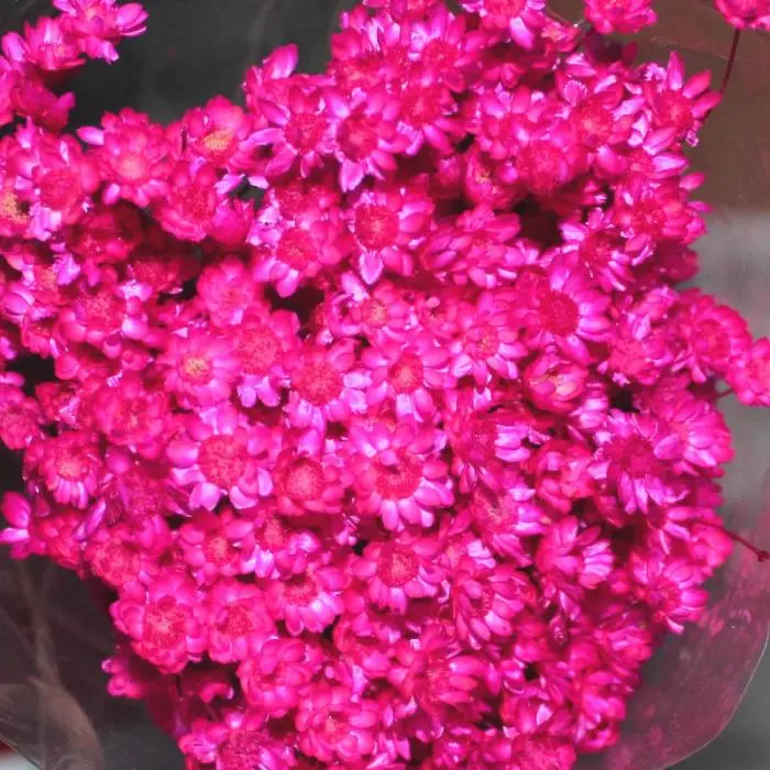 Fiore fucsia: una bellezza vibrante per il tuo giardino