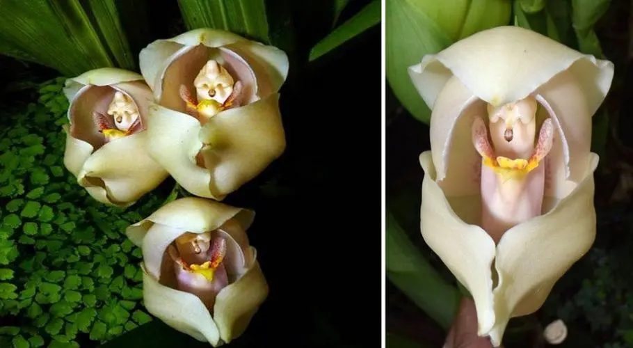 fiore simile orchidea - Che pianta è la Gaura