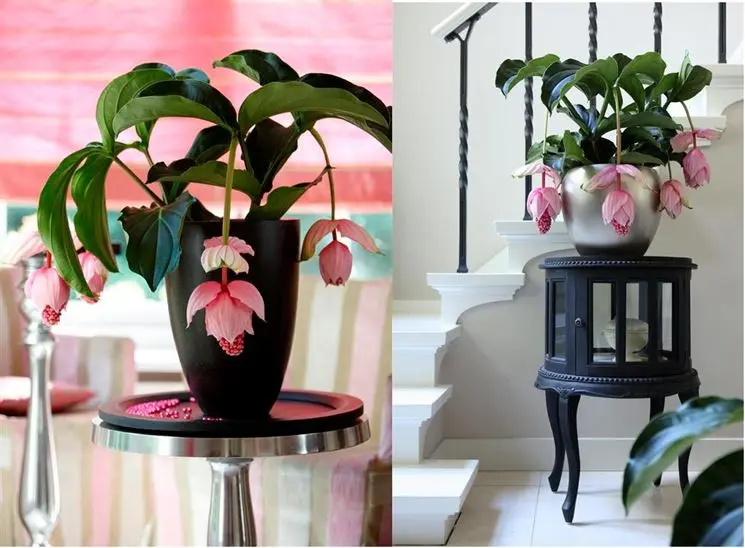 Pianta con fiore rosa pendente: La Medinilla - Che pianta è la Medinilla pianta con fiore rosa pendente - Che pianta è la Medinilla