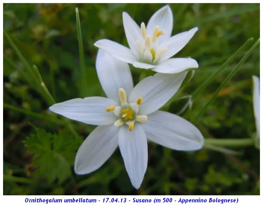 Fiori Latte di Gallina: La splendida pianta ornitogallo - Che pianta è la ornitogallo fiori latte di gallina - Che pianta è la ornitogallo