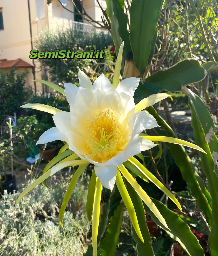 pitaya fiore - Che pianta è la pitaya
