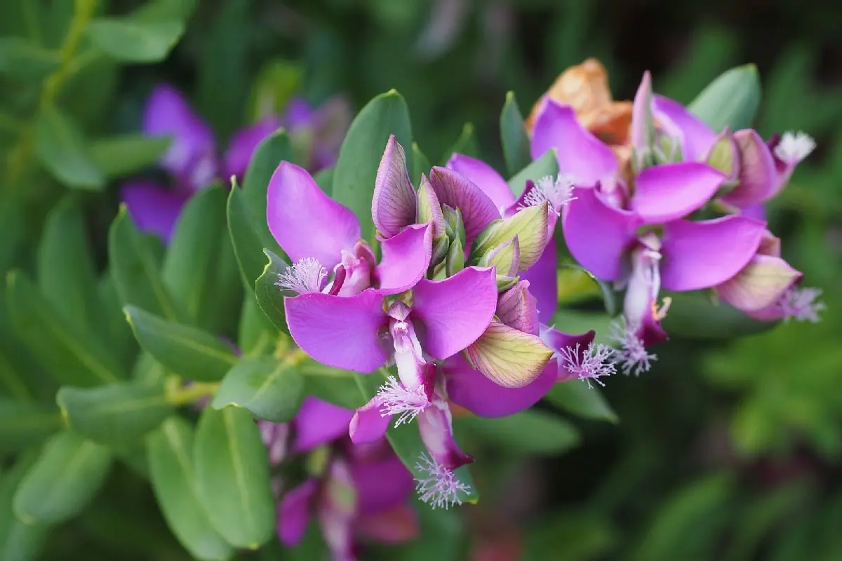 polygala fiore - Che pianta è la polygala