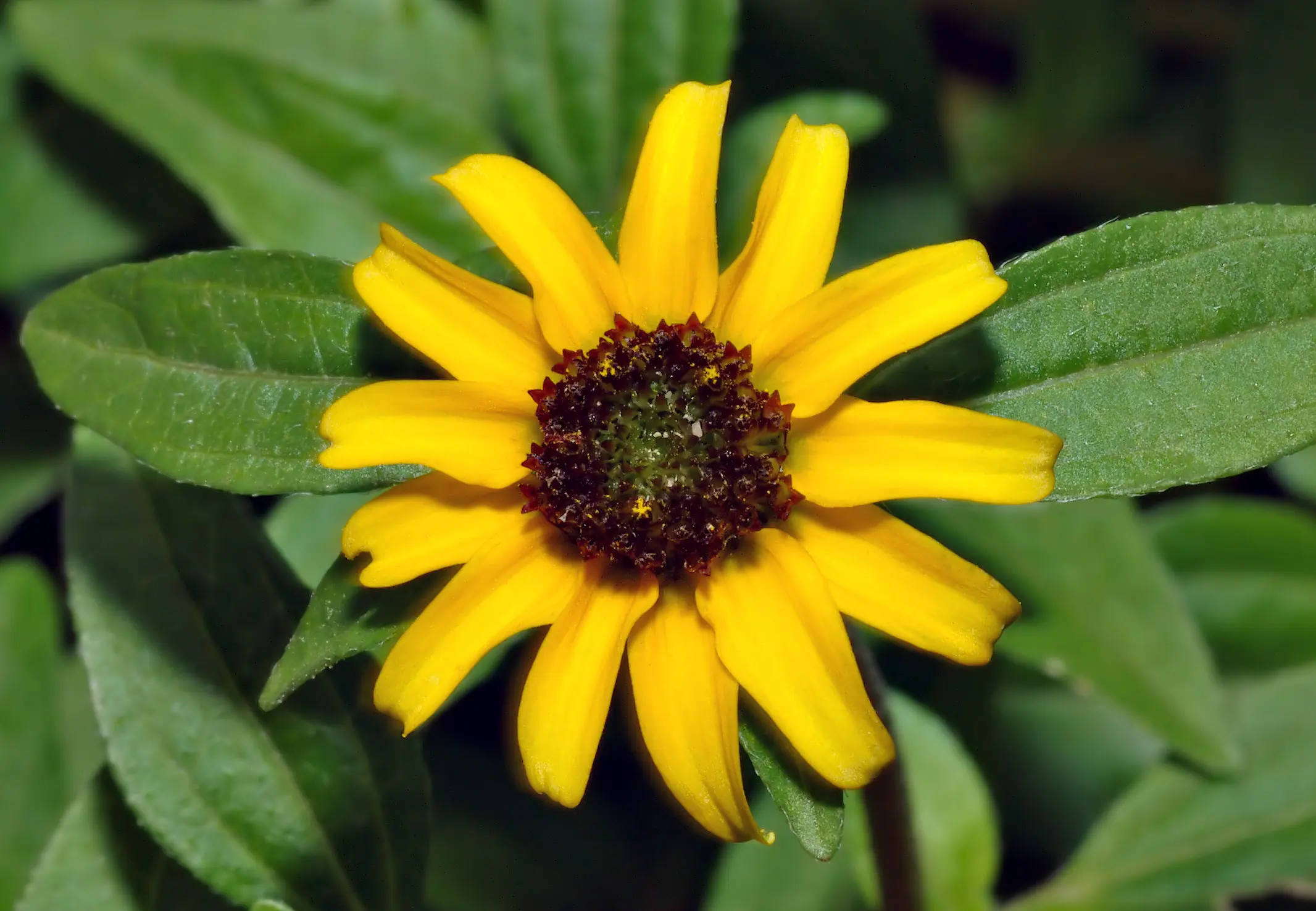 Che pianta è la Sanvitalia - Che pianta è la Sanvitalia sanvitalia fiore - Che pianta è la Sanvitalia