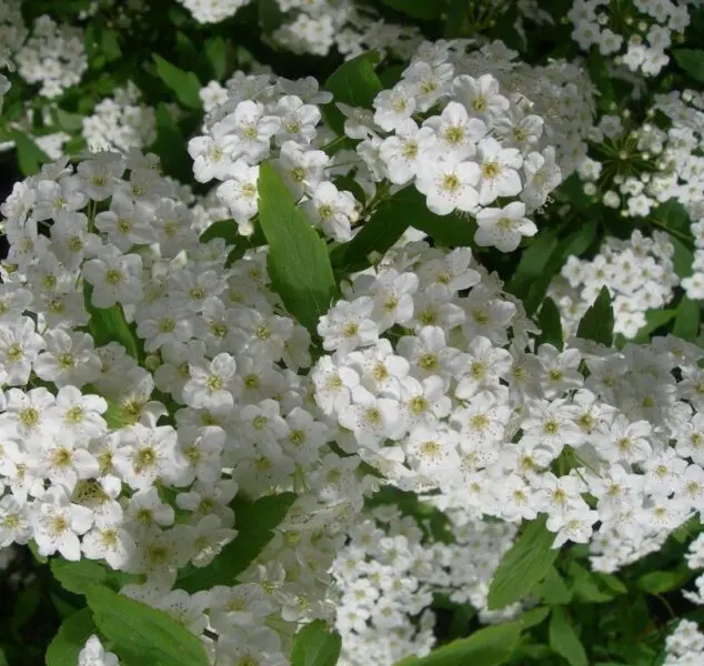 spirea fiore - Che pianta è la Spirea