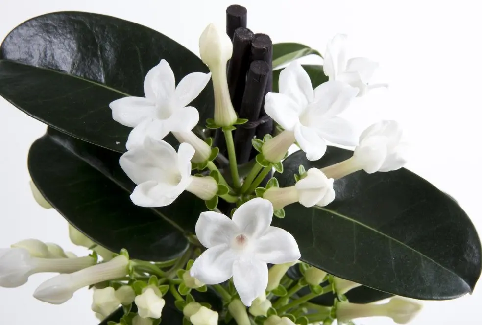 Pianta rampicante con fiori bianchi profumatissimi - Che pianta è la Stephanotis pianta rampicante con fiori bianchi profumatissimi - Che pianta è la Stephanotis