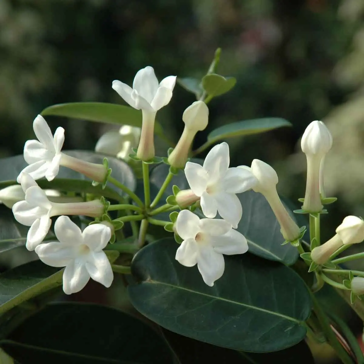 Pianta rampicante con fiori bianchi profumati