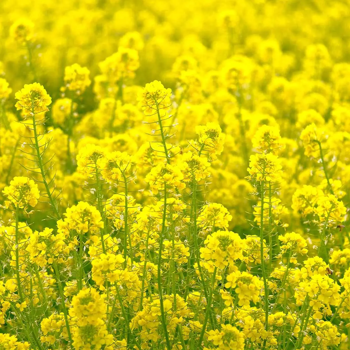 fiore senape - Che pianta è senape