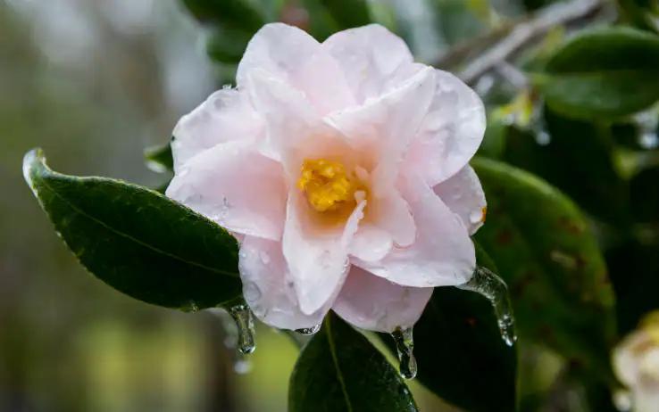 pianta che fiorisce in inverno - Che pianta fiorisce a dicembre