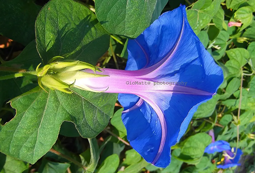 fiore luglio - Che pianta regalare a luglio