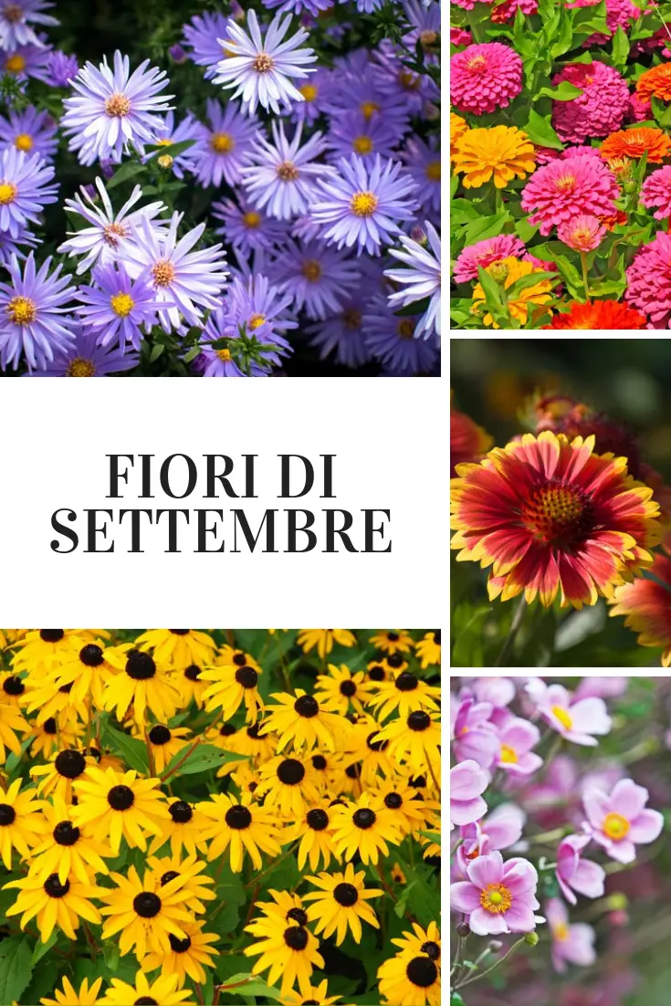 fiore del mese di settembre - Che pianta regalare a settembre