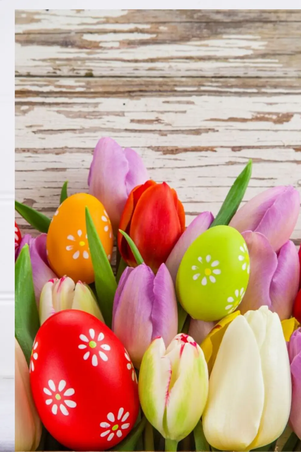 fiori pasquali - Che pianta si regala a Pasqua