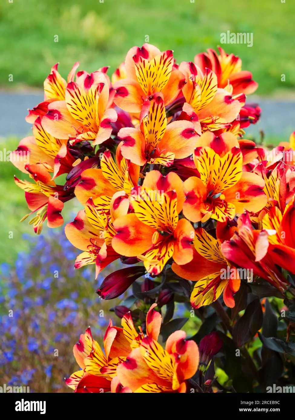 fiori indiani - Che piante ci sono in India