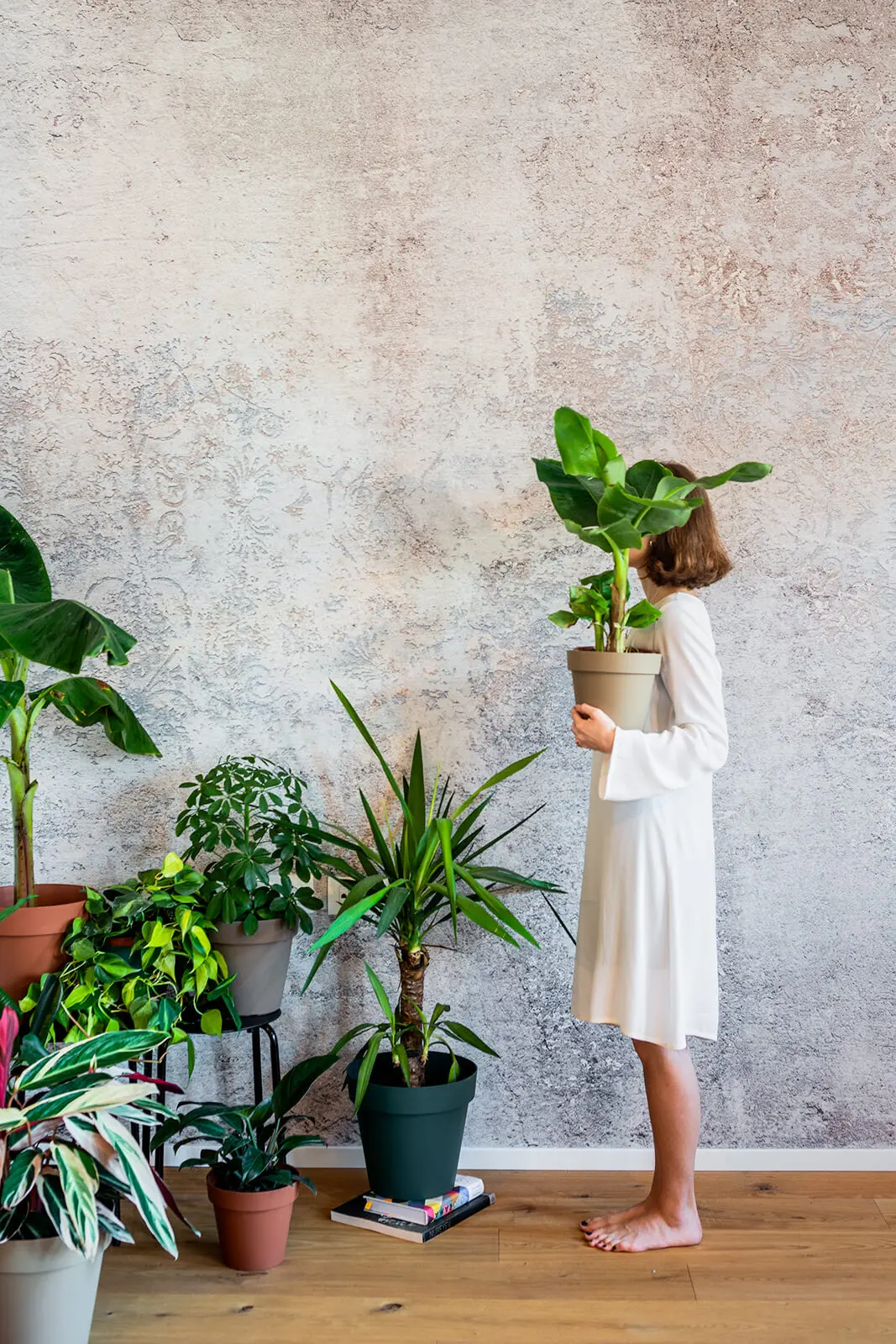 Piante da appartamento con fiori: benefici e consigli - Che piante mettere in salotto piante da appartamento con fiori - Che piante mettere in salotto
