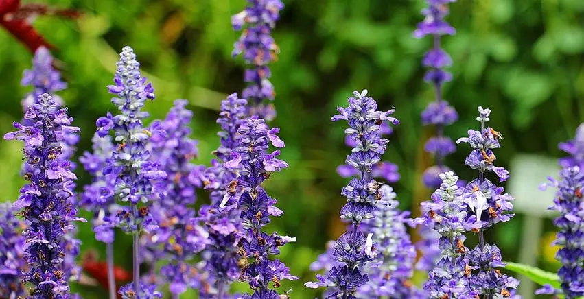 Fiore della Salvia: Un Rimedio Naturale con Poteri Medicinali - Che poteri ha la salvia fiore della salvia - Che poteri ha la salvia