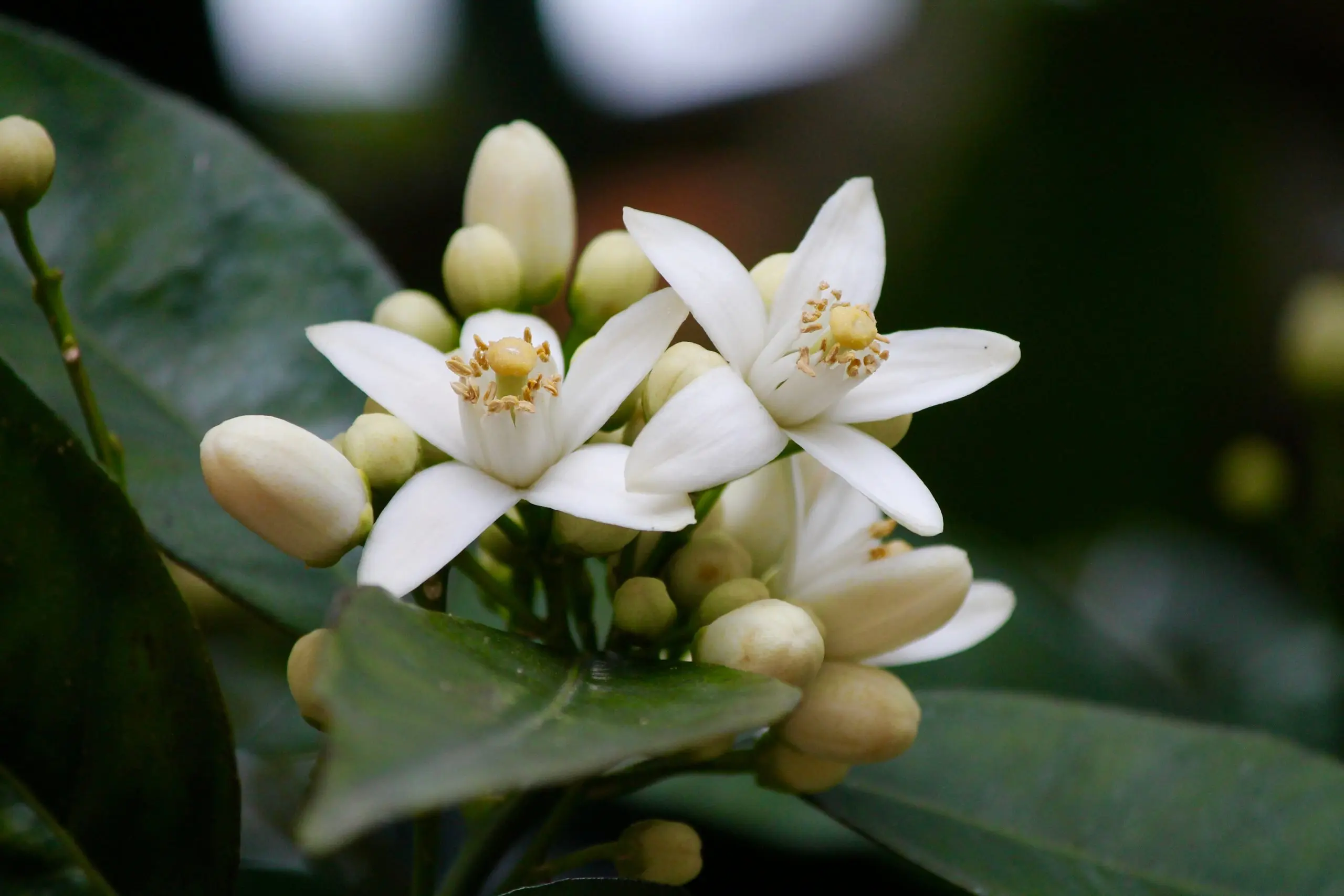 Neroli Fiore: Un tesoro naturale dal profumo inebriante - Che profumo ha il fiore d'arancio neroli fiore - Che profumo ha il fiore d'arancio