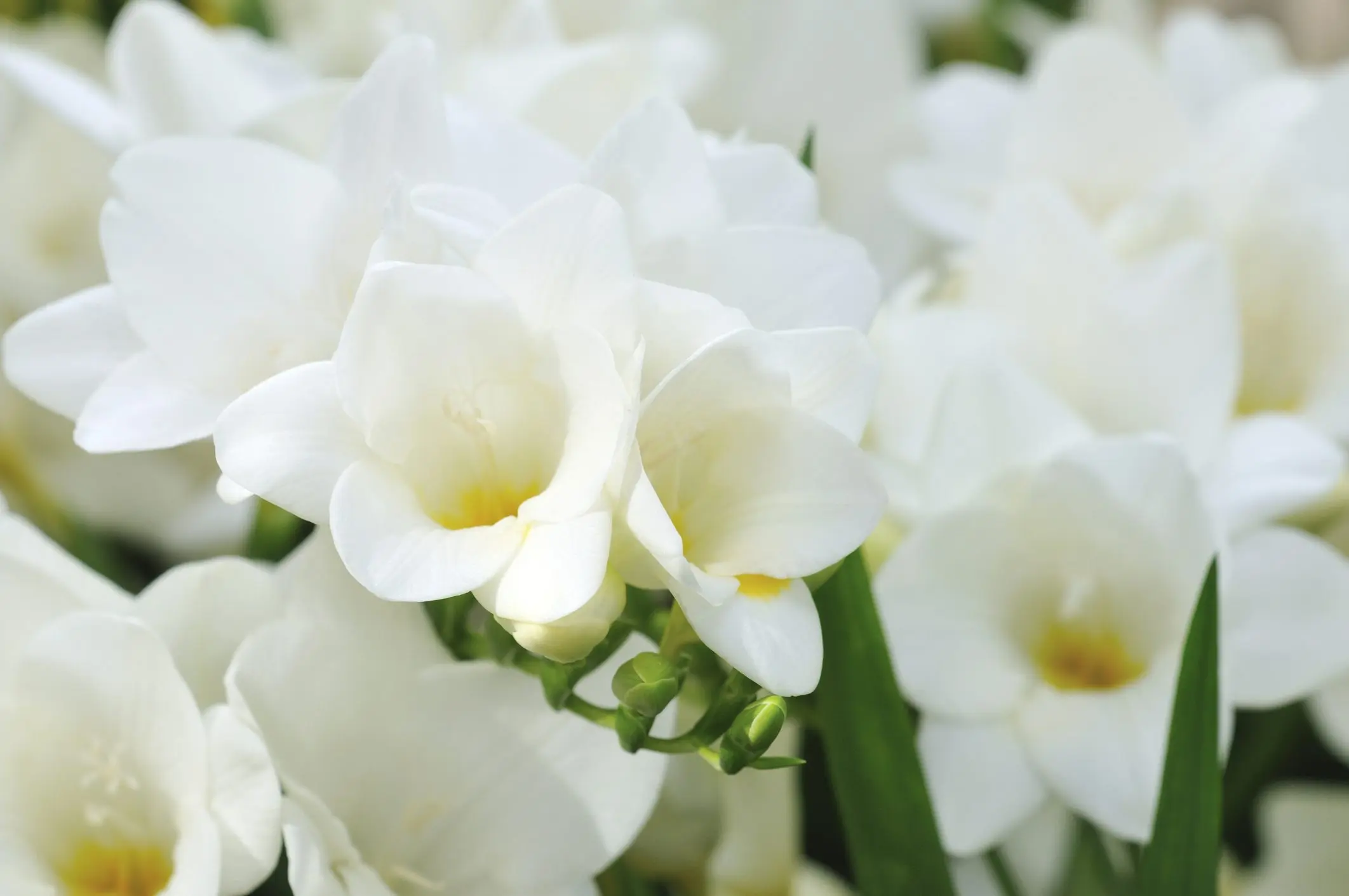 Che profumo ha la fresia - Che profumo ha la fresia fresia fiore significato - Che profumo ha la fresia