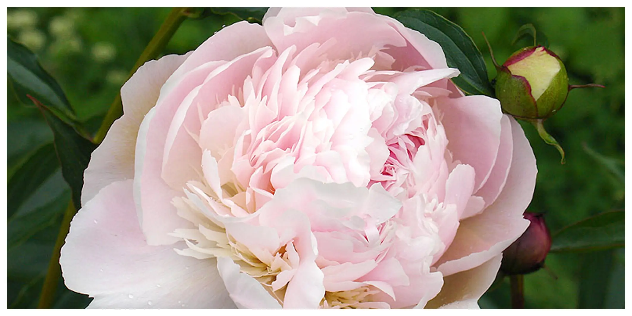 Il significato del fiore di peonia - Che profumo ha la peonia peonia significato fiore - Che profumo ha la peonia