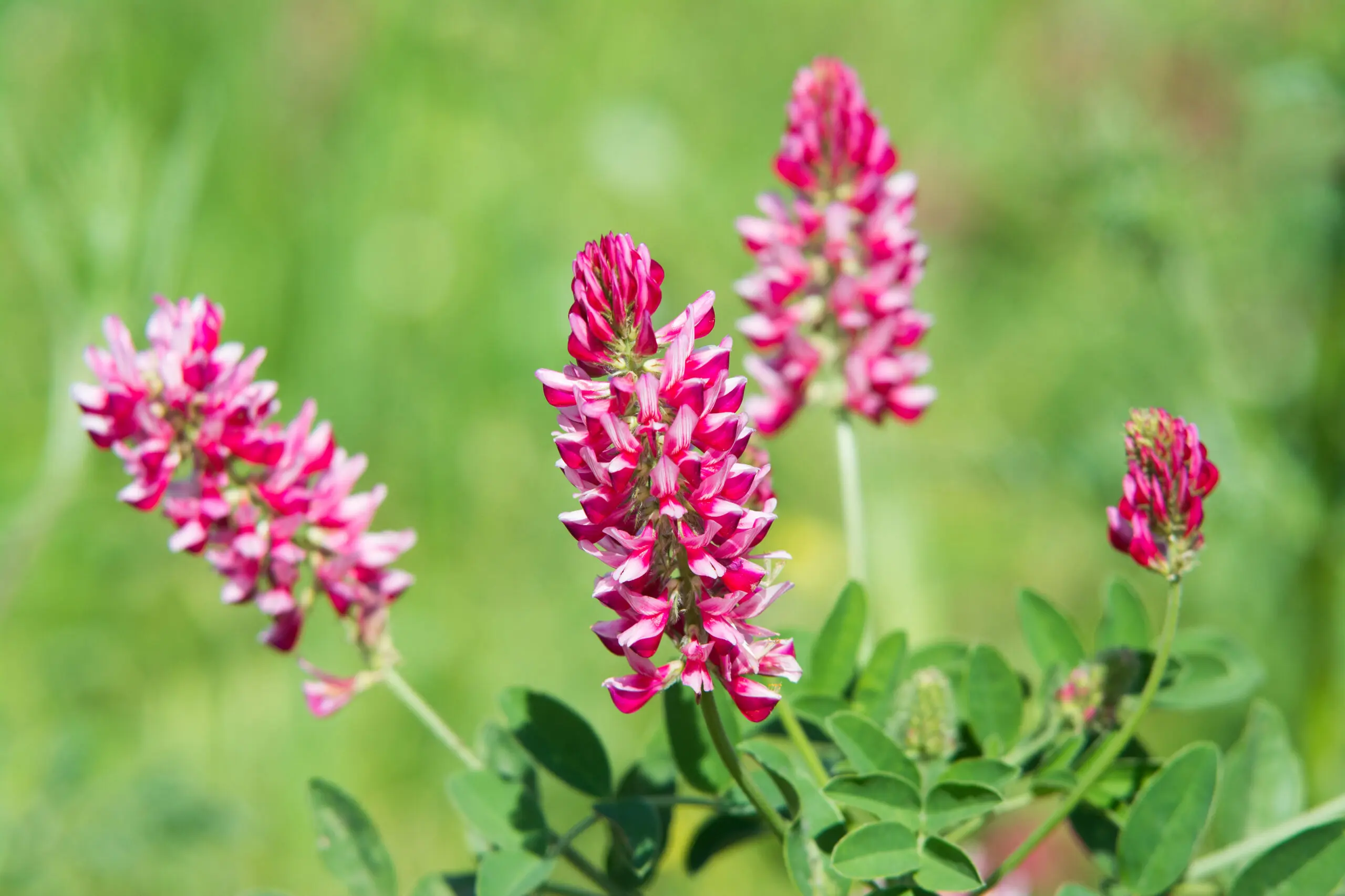 Fiori di Sulla: Proprietà, Utilizzi e Benefici - Che proprietà ha la Sulla fiori di sulla - Che proprietà ha la Sulla