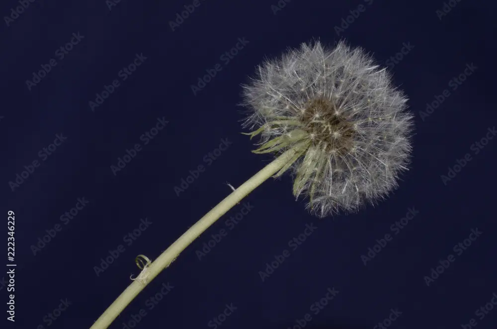 sfondo soffione fiore - Che significato ha il dente di leone