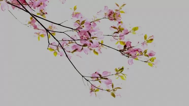 fiore ciliegio significato - Che significato ha la ciliegia