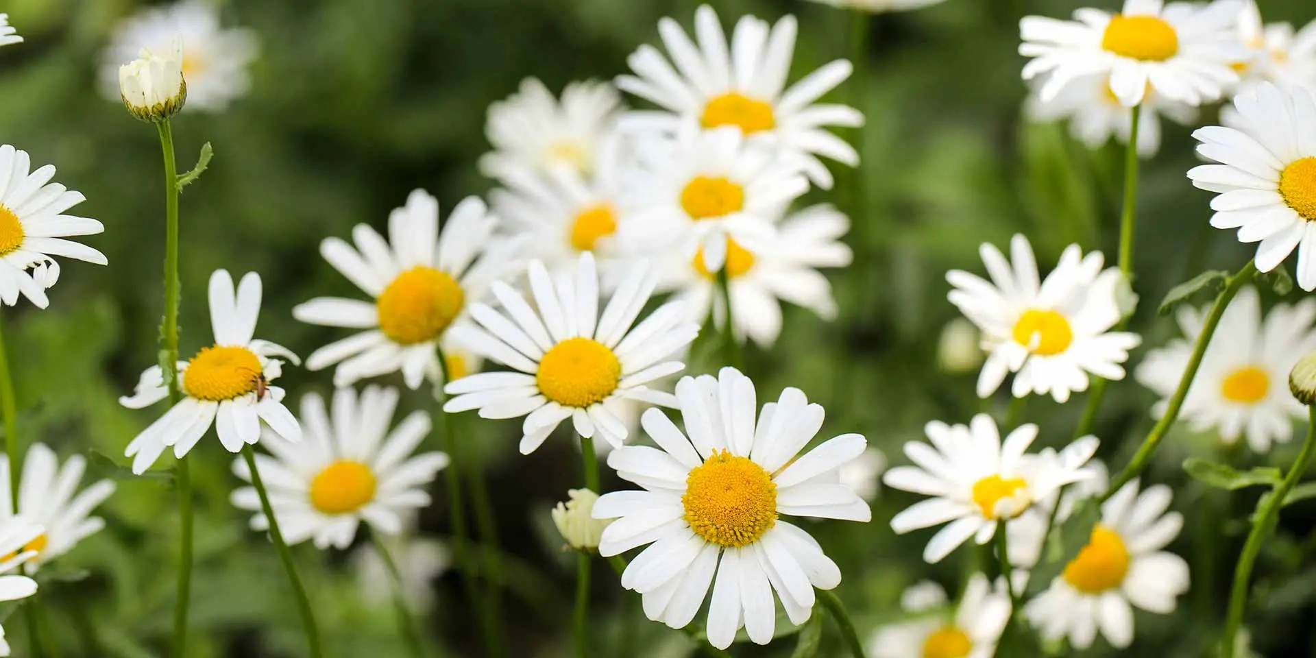 Il significato del fiore di margherita - Che significato ha la margherita gialla margherita fiore significato - Che significato ha la margherita gialla