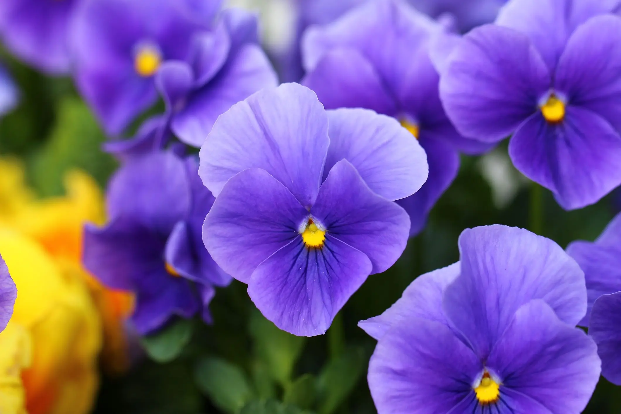 fiore del pensiero - Che significato ha la viola del pensiero