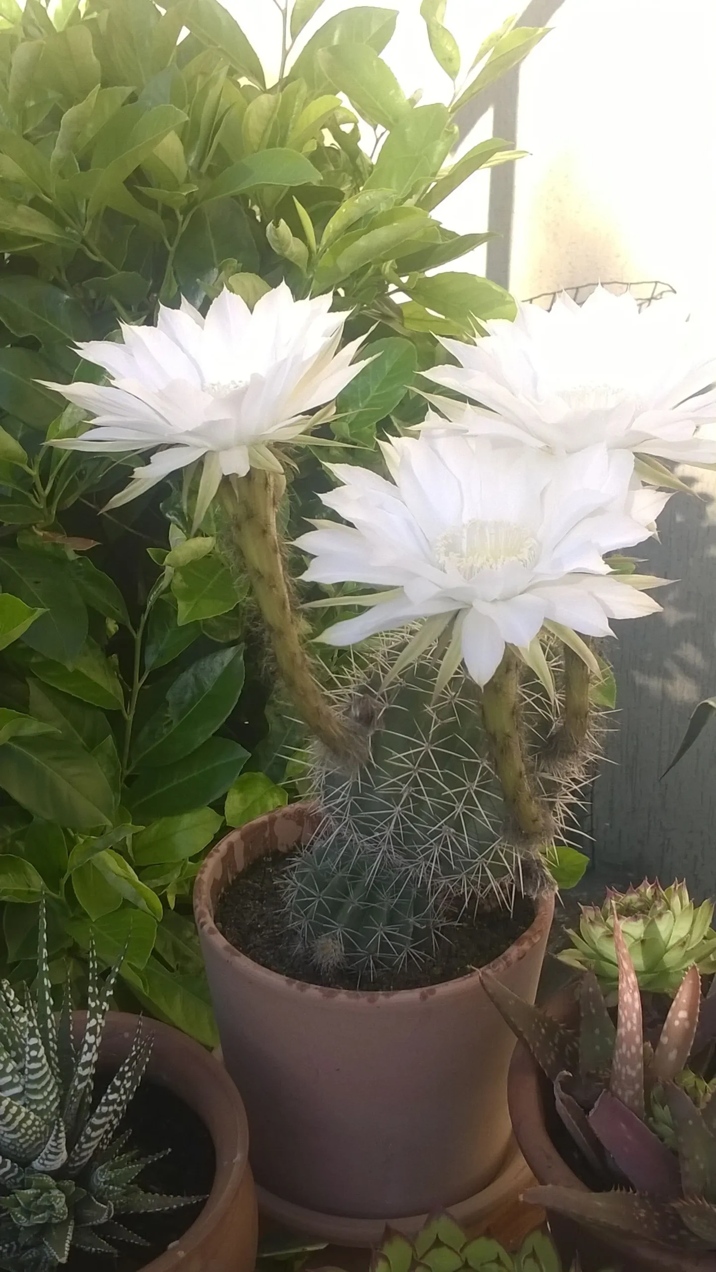 Fiori luna di miele - Che tipi di miele ci sono fiori luna di miele - Che tipi di miele ci sono