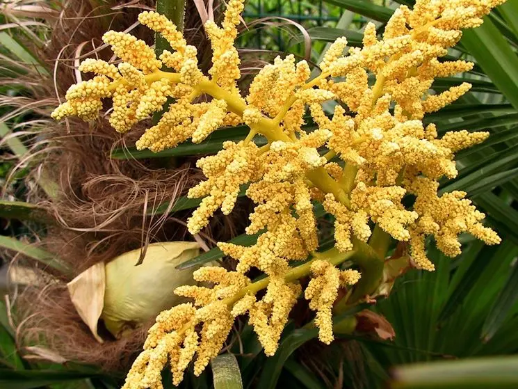 fiore palma - Che tipo di pianta e la palma