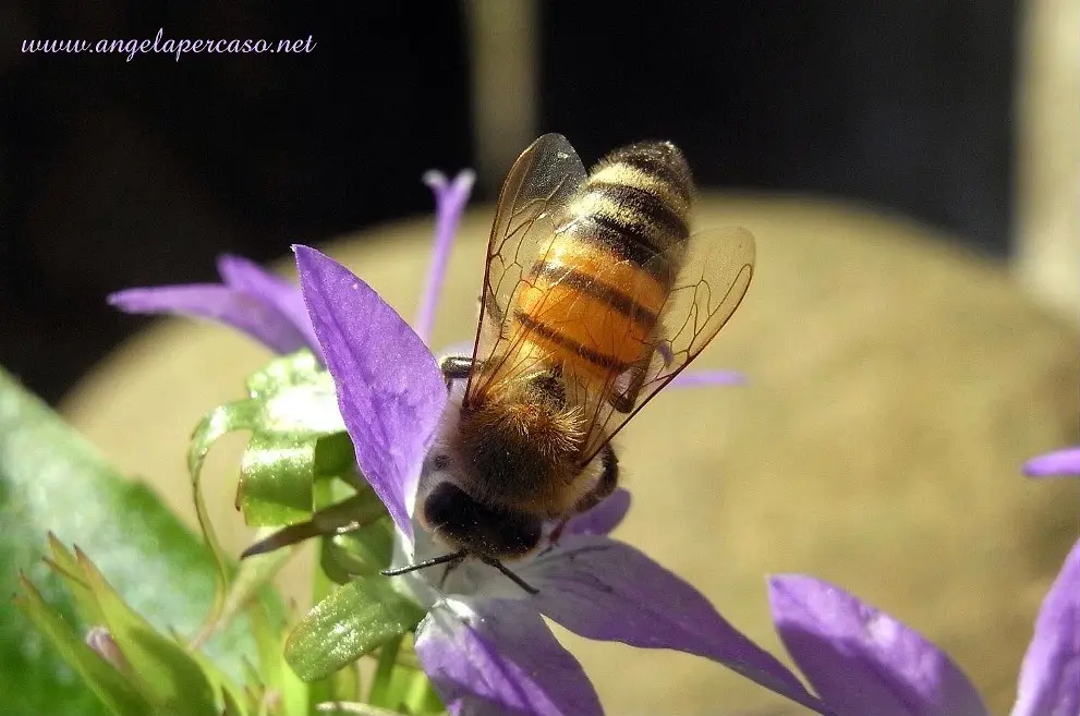 ape fiore - Che tipo di relazione stabilisce l'ape con i fiori
