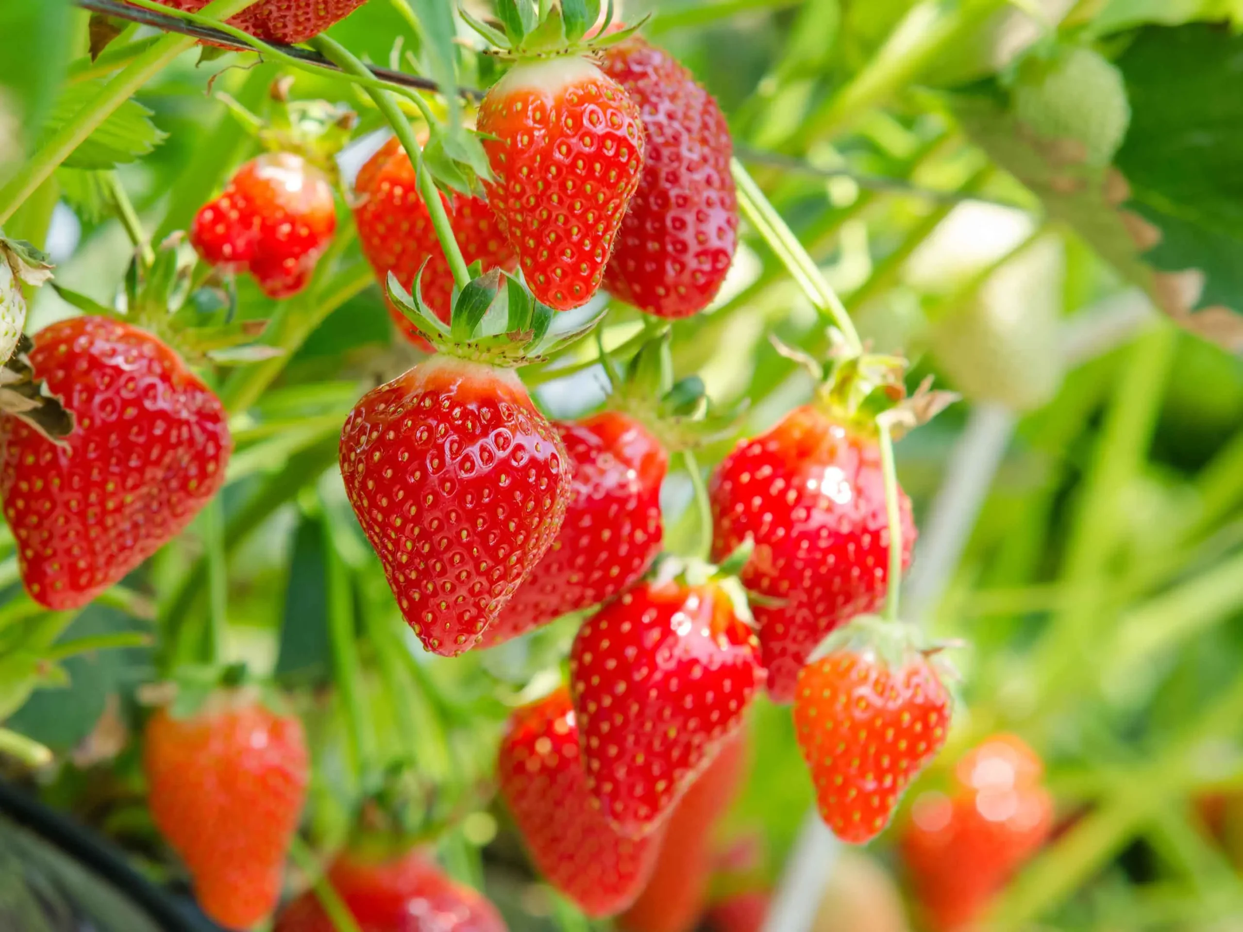 fioriere per fragole - Che vasi usare per le fragole