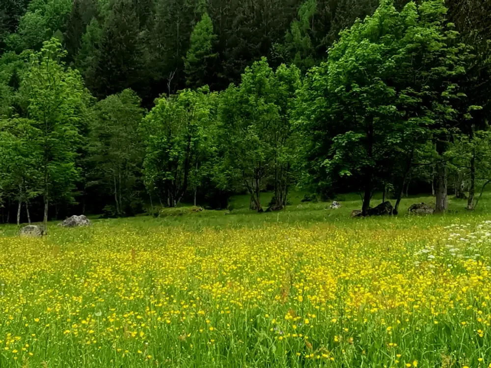 I prati sono in fiore: un'esplosione di colori e profumi - Chi canta ho preso la chitarra i prati sono in fiore - Chi canta ho preso la chitarra