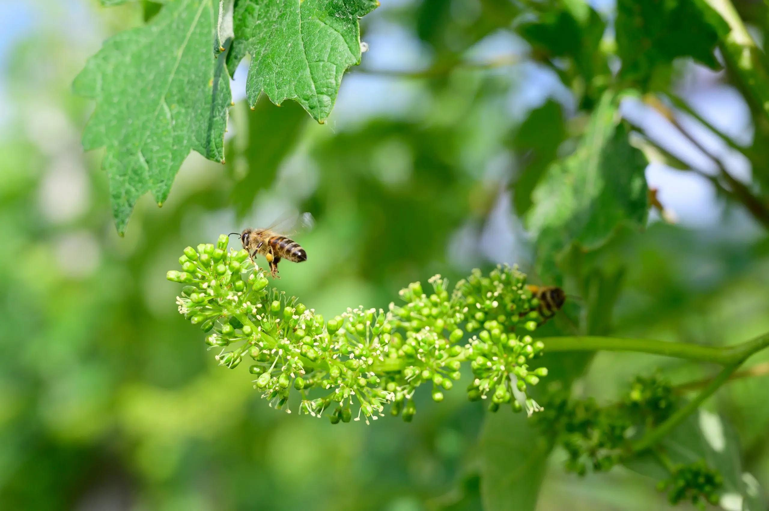 Fiore della vite: un tesoro della natura - Chi impollina la vite fiore della vite - Chi impollina la vite