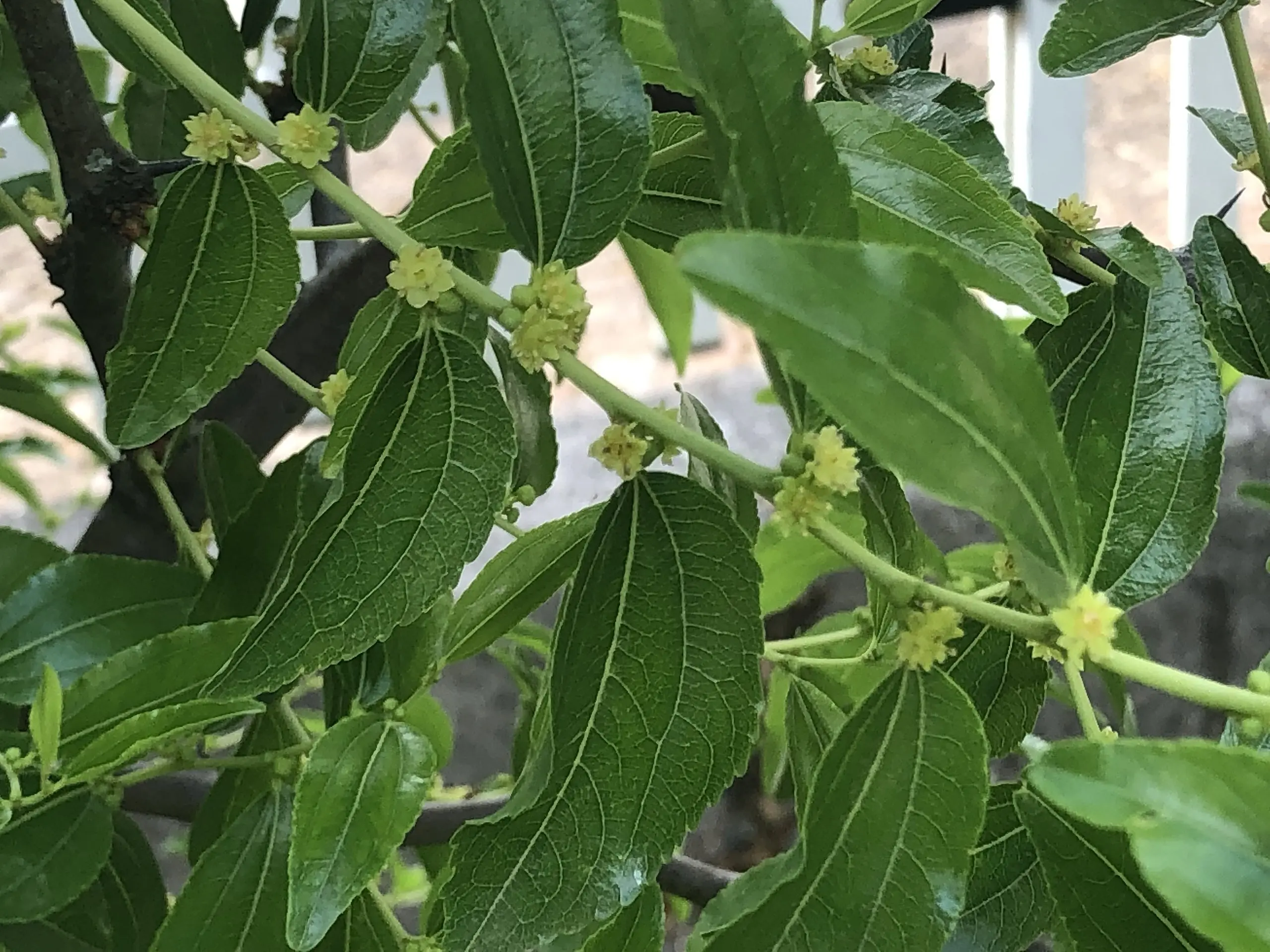 Fiori di giuggiolo: proprietà, benefici e controindicazioni - Chi soffre di diabete può mangiare le giuggiole fiori di giuggiolo - Chi soffre di diabete può mangiare le giuggiole