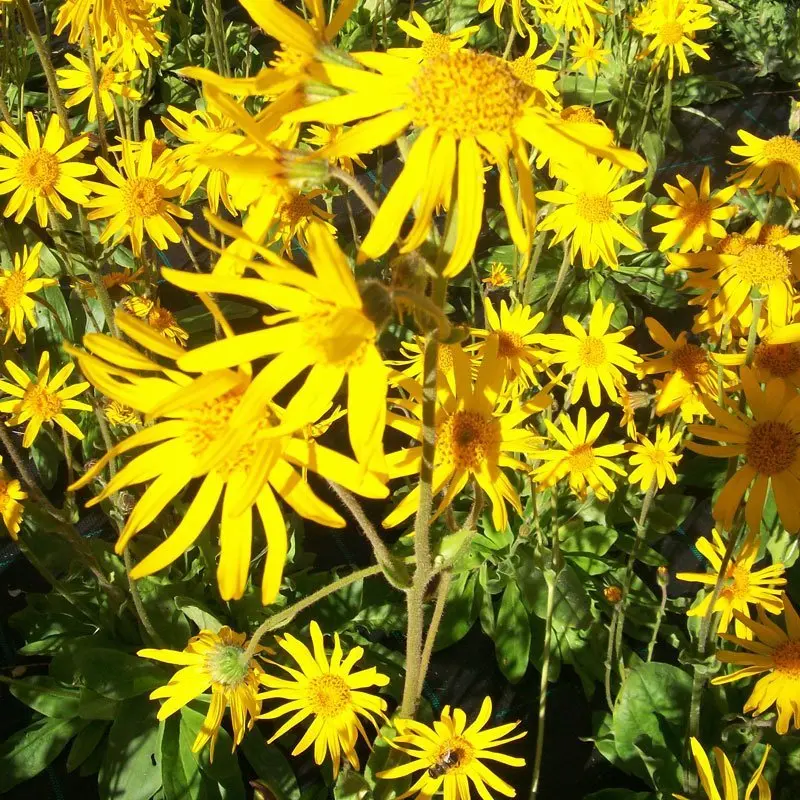 Il fiore dell'arnica: una meraviglia della natura - Com'è fatta la pianta dell Arnica il fiore dell'arnica - Com'è fatta la pianta dell Arnica