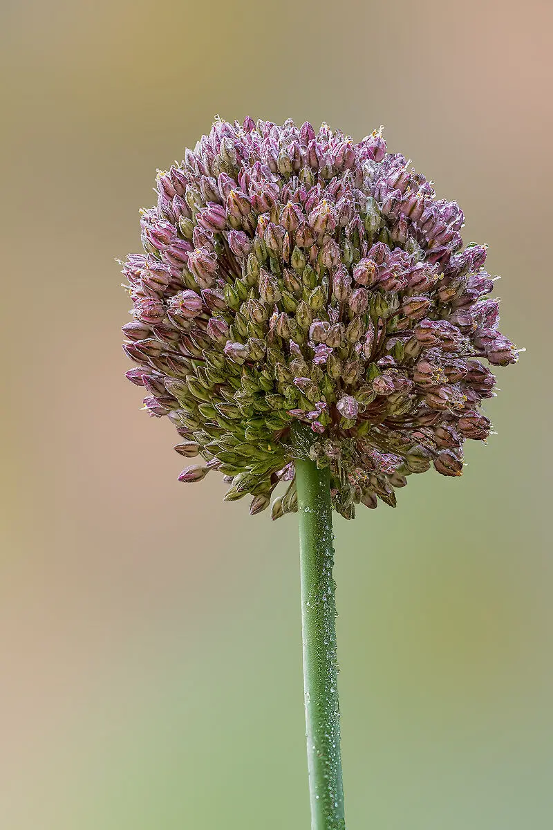 Fiore dell'aglio selvatico: un'esplosione di bellezza e profumo - Com'è il fiore dell'aglio selvatico fiore dell'aglio selvatico - Com'è il fiore dell'aglio selvatico