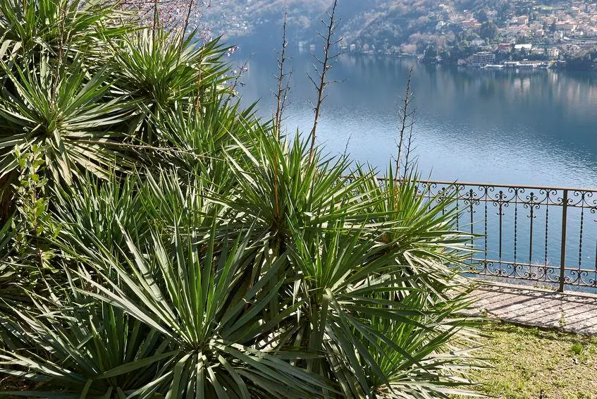 Yucca Fiori: una guida completa per la coltivazione e la cura - Com'è il fiore della Yucca yucca fiori - Com'è il fiore della Yucca