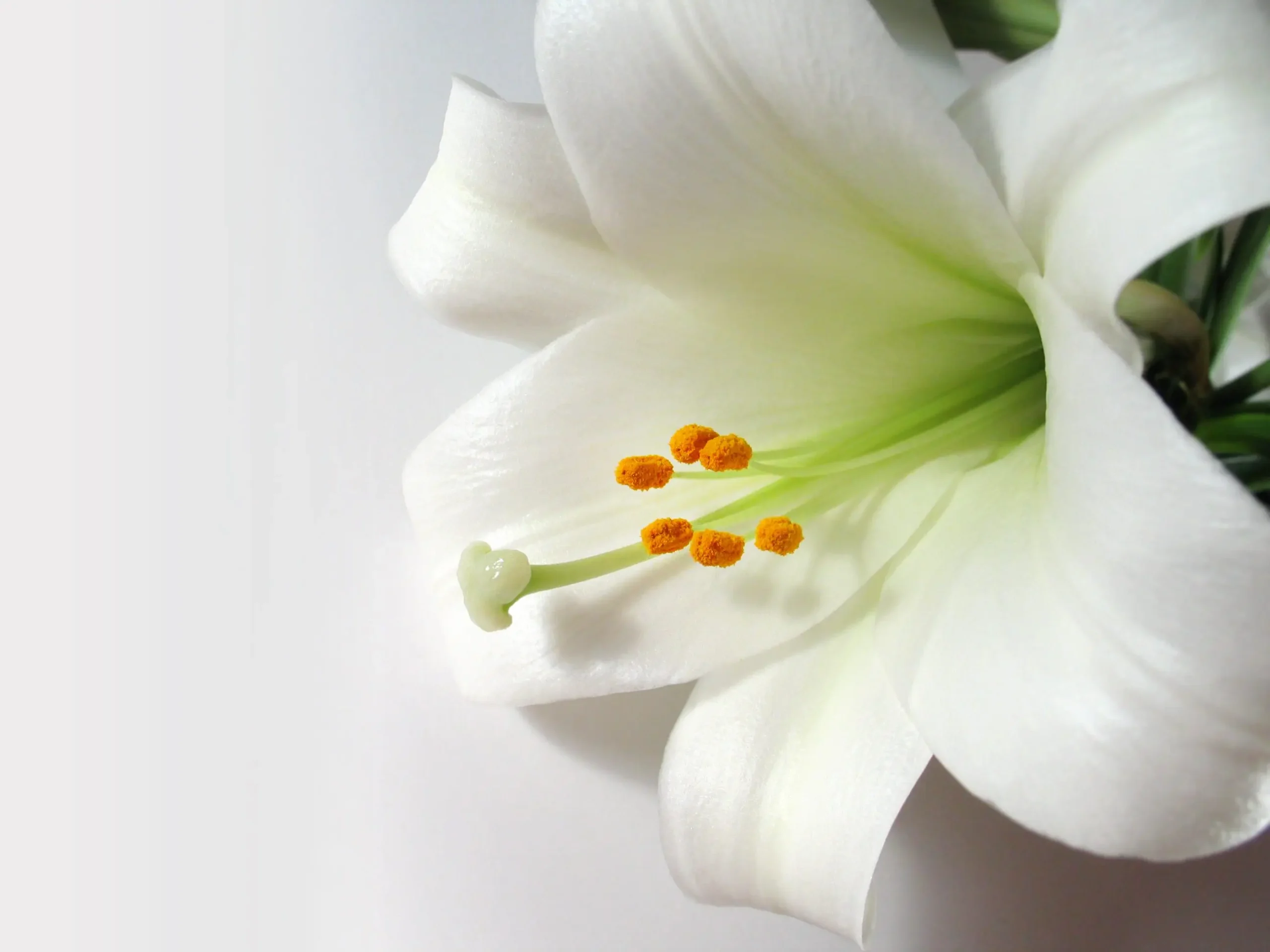 Fiore di Giglio: significato e curiosità - Com'è il fiore giglio fiore di giglio significato - Com'è il fiore giglio
