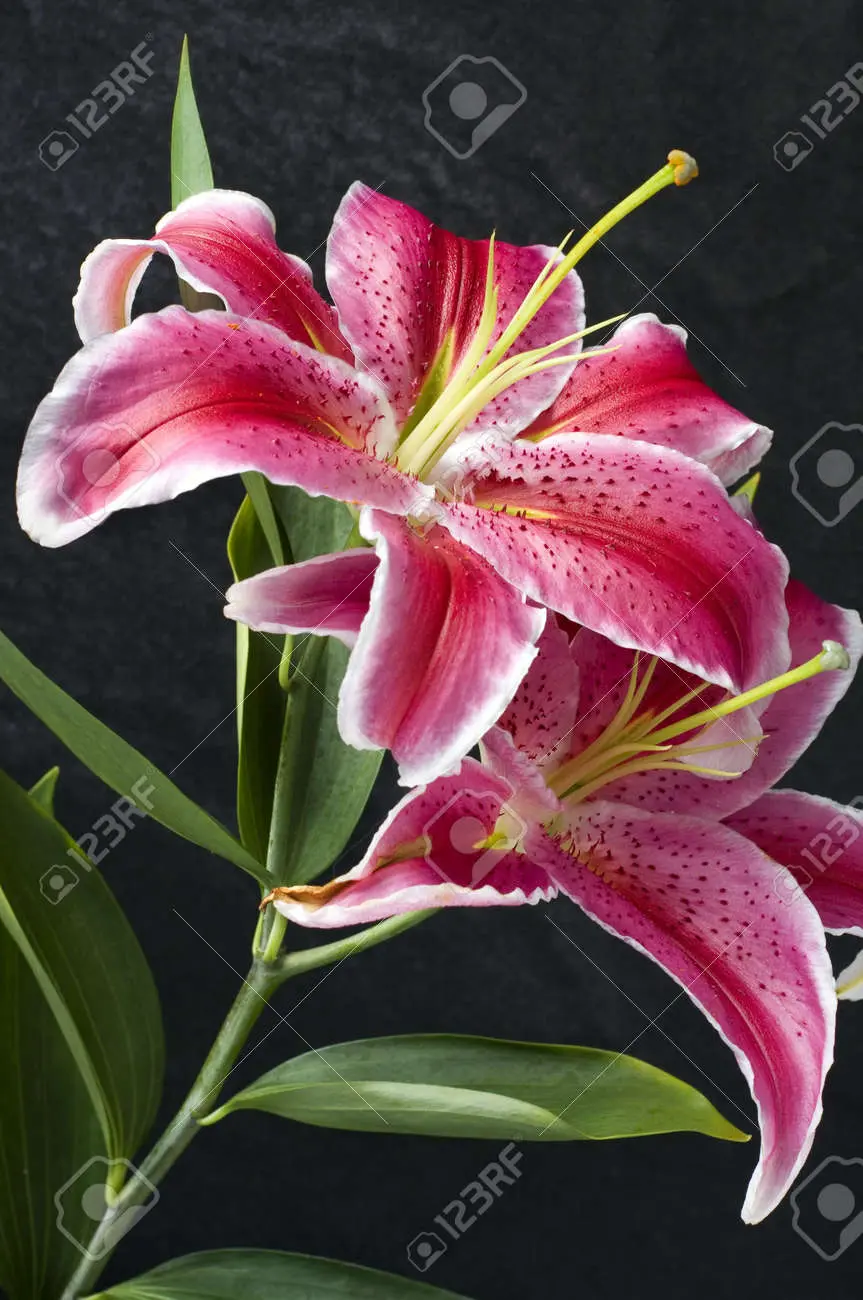 Il fiore tipo giglio: bellezza e eleganza in un unico fiore - Com'è il fiore Lilium fiore tipo giglio - Com'è il fiore Lilium