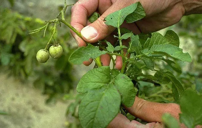 Fiore di Patata: Tutto quello che devi sapere - Com'è il seme della patata fiore di patata - Com'è il seme della patata