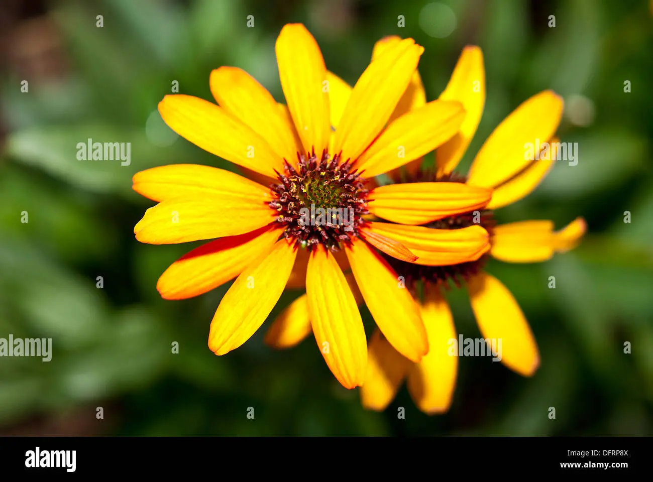 Fiore simile a margherita: La Gazania - Com'è la Gazania fiore simile a margherita - Com'è la Gazania
