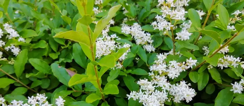 Ligustro fiore: un arbusto versatile e profumato per il tuo giardino - Com'è la pianta di ligustro ligustro fiore - Com'è la pianta di ligustro