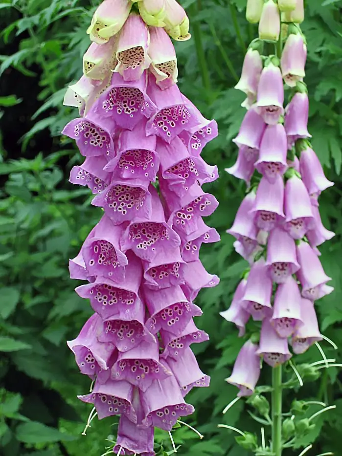 digitale purpurea fiore - Com'è la pianta digitale