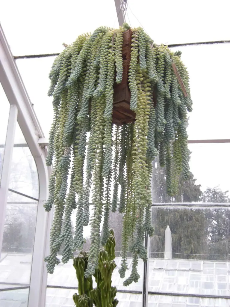 Piante Grasse con Fiori Pendenti: Come Abbellire la Tua Casa con Stile - Come abbellire piante grasse piante grasse con fiori pendenti - Come abbellire piante grasse