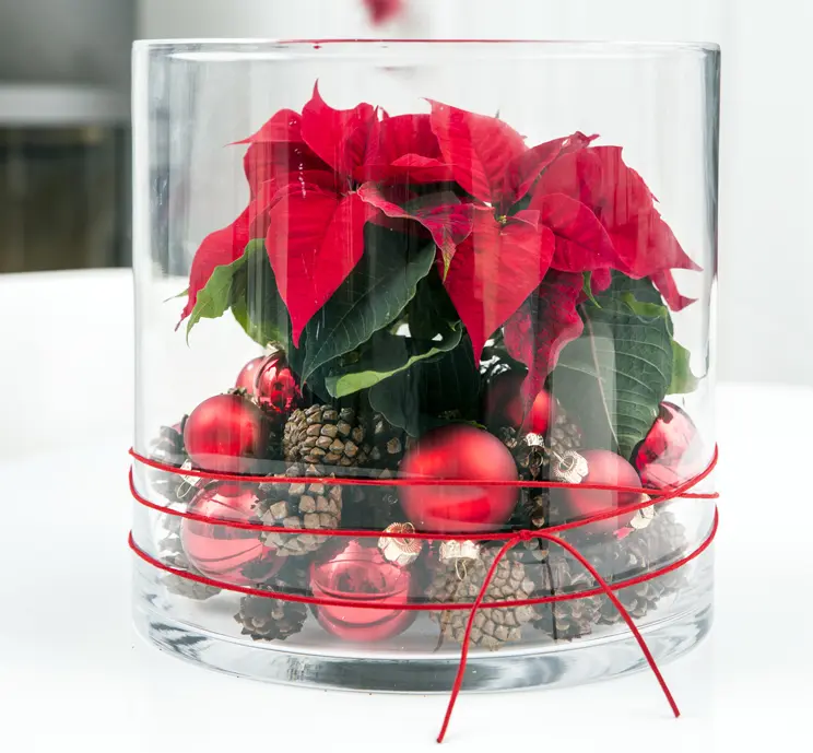 Vaso con fiori di Natale: una decorazione festiva per il periodo più speciale dell'anno - Come addobbare l'esterno della casa per Natale vaso con fiori di natale - Come addobbare l'esterno della casa per Natale