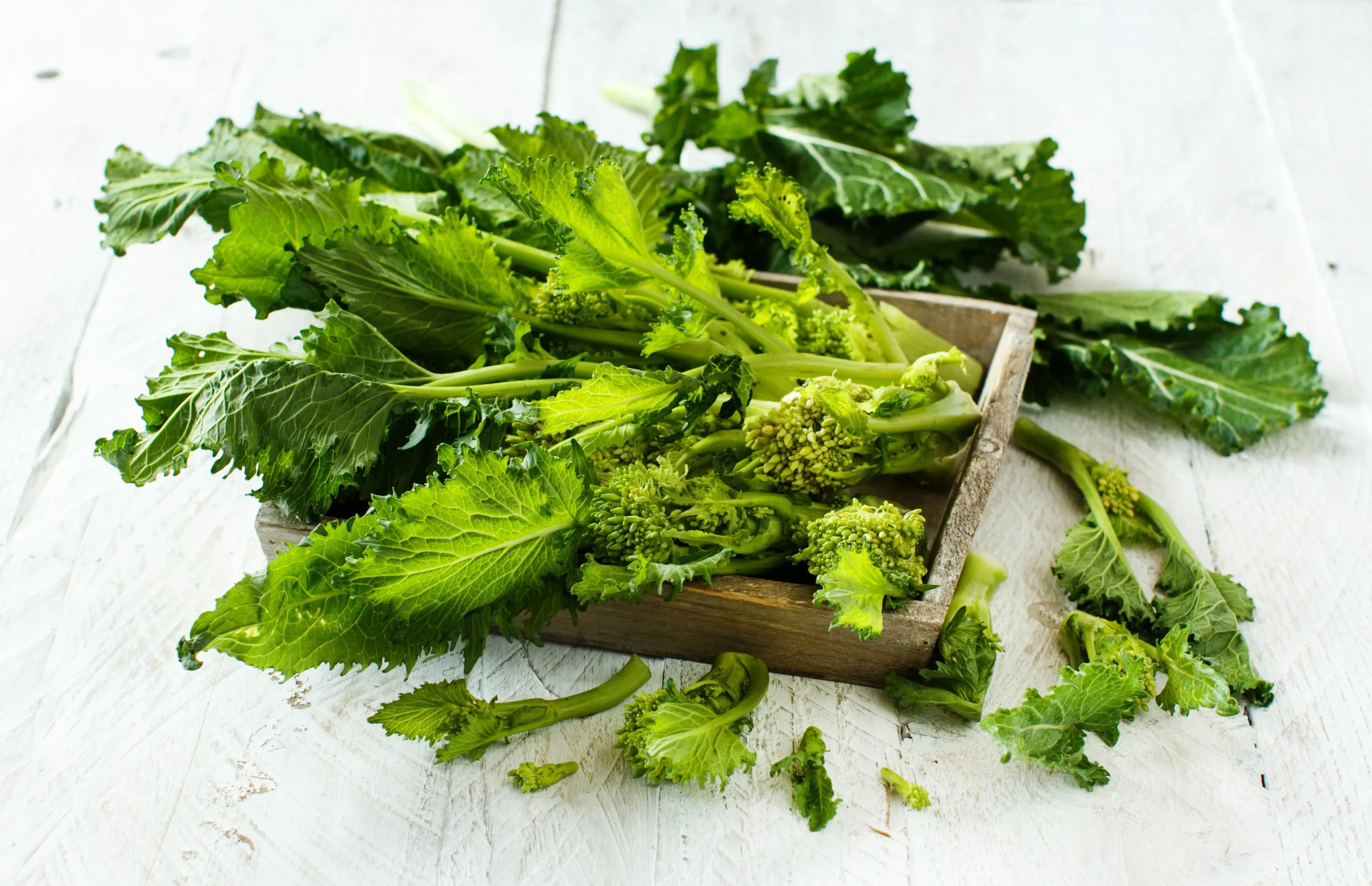Cime di Rapa Fiori Gialli: Un Ortaggio Salutare e Gustoso - Come annaffiare le cime di rapa cime di rapa fiori gialli - Come annaffiare le cime di rapa